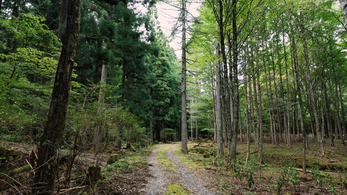 30年前から作り続けた森が新しい林業の形を生み出す－高野山寺領森林組合